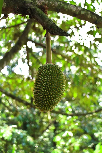 Young durian ontree — Stok Foto