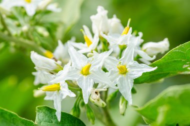 Türkiye berry çiçek ağaç üzerinde