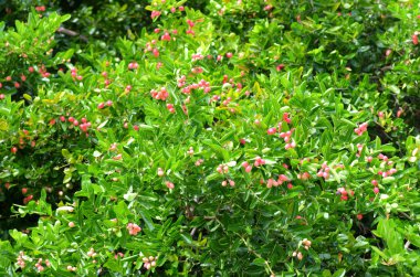 Karanda meyve plantasyon.