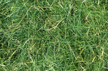 Yeşil Çimen Arkaplanı