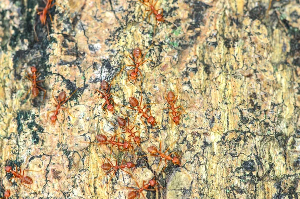 Rote Ameise am Baum — Stockfoto