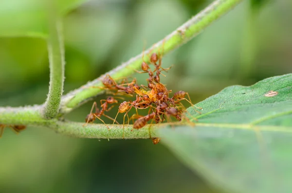 Hormiga roja en el árbol —  Fotos de Stock