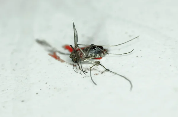 벽에 혈액의 제비를 가진 살해 모기 — 스톡 사진