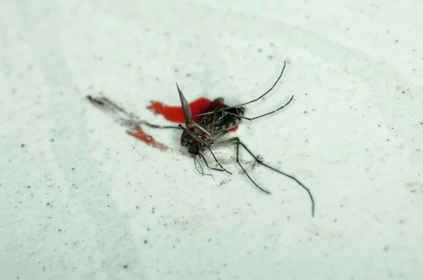 Mosquito muerto con mucha sangre en una pared — Foto de Stock