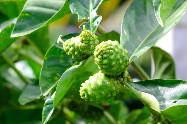 Morinda adalah genus tumbuhan berbunga dalam keluarga yang lebih gila, noni — Stok Foto