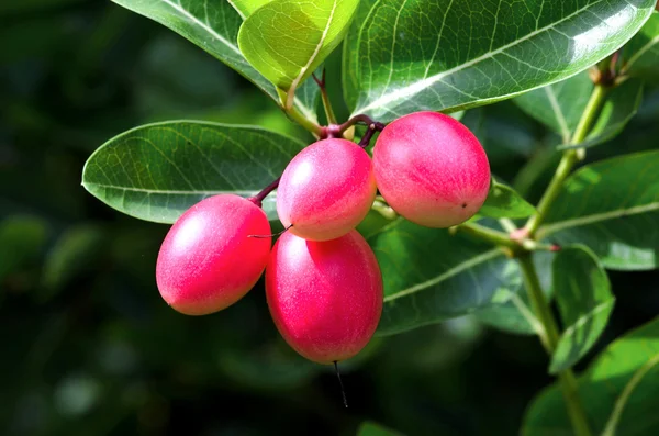 Karanda buah — Stok Foto