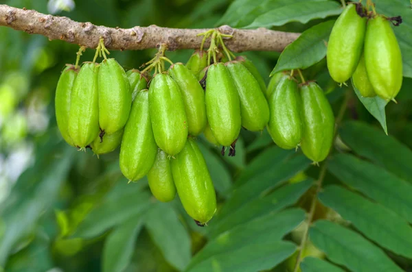 Pohon mentimun, Bilimbi — Stok Foto