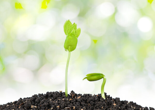 Young green plant with seed isolated on white background.