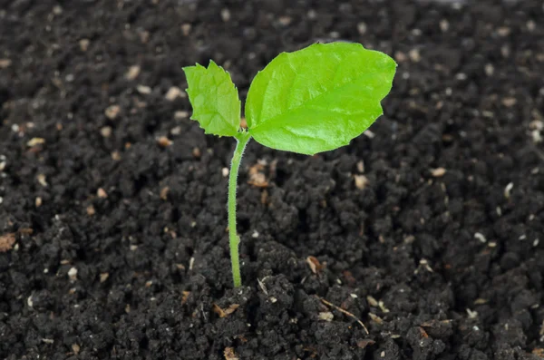 Piccolo impianto su pila di terreno — Foto Stock