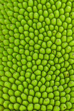 Jack meyve cilt dokusunu