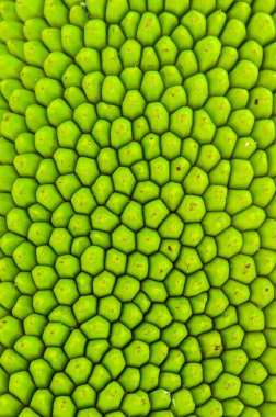 Jack meyve cilt dokusunu