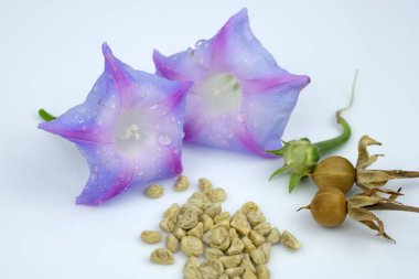Morning glory seeds and flower on white background. The stages of seed ripening from flowers to seed box ripening.  clipart