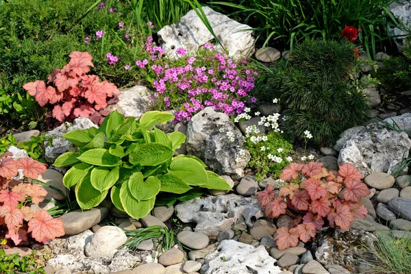 Peyzaj Hosta ve diğer bitkileri taşlar ve iğnelerle birleştirmek. Heuchera sıcak, turuncu, kıllı bir yaprak. Şehir parkında çiçekli süsleme.
