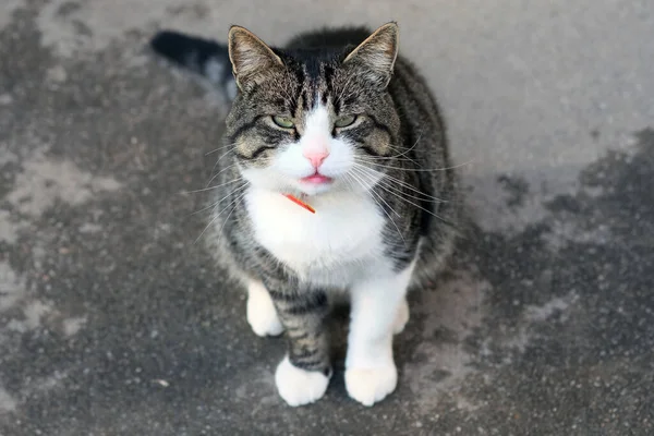 The cat sits on the pavement, squinting its eyes and looking up straight into the camera. A cat with a white chest and a collar. Pets