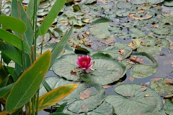 Pink Flowering Water Lily Floats Peacefully Still Blue Lake Water — Stock Photo, Image