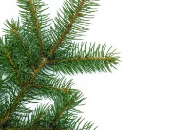 Beyaz arka plan manzaralı bir Noel ağacının yeşil dalı. Kopya alanı olan Noel ağacı arkaplanı.