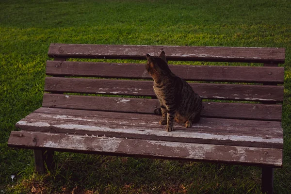 猫は夕方にベンチに座って誰かを待っている ふわふわの灰色の猫が木製のベンチに座って横を見ています 公園内のホームレスの灰色の猫 — ストック写真