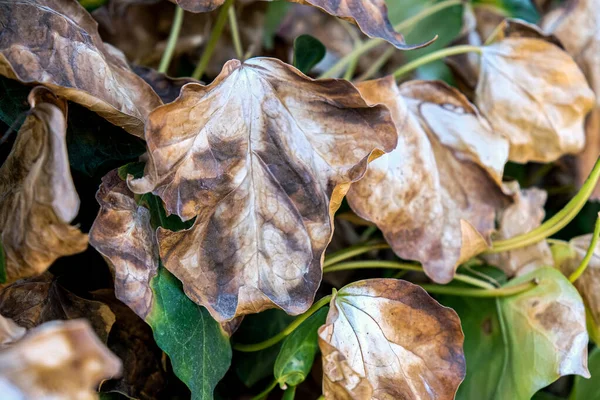 Duże Suszone Listowie Alpinisty Autumn Suche Liście Zamykają Się Choroby — Zdjęcie stockowe