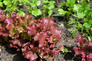 Yerde taze kırmızı marul yaprakları yetişiyor. Bahçede marul yetiştiriyorum. Kırmızı marul üst görünümü terk eder. 