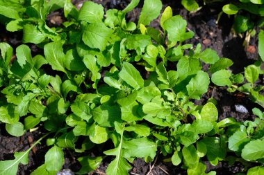 Bahçede yeşil roka yaprakları, üst manzara. Açık havada roka yetiştiriyorum. Arugula 'nın genç yaprakları baharın başlarında büyüdü.. 