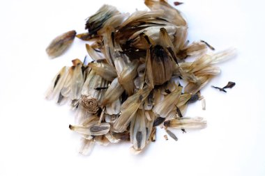 Beyaz arka planda kurumuş yıldız tohumu. Kurumuş yapraklı Dahlia çiçeği tohumları. Sonbaharda tohum toplamak. 