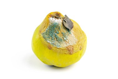 Beyaz arka planda sarı çürük ayva. Bozuk meyveler ve yakın çekim kalıpları. Olgun ayva üzerinde mavi ve beyaz küf. 