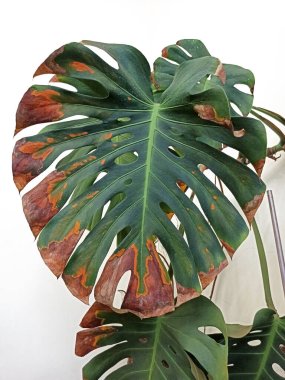 Monstera leaves turn yellow and dry. Green monstera leaf with rust on the tips. Diseases of indoor plants. Close-up of a large monstera leaf with dry brown edges.  clipart