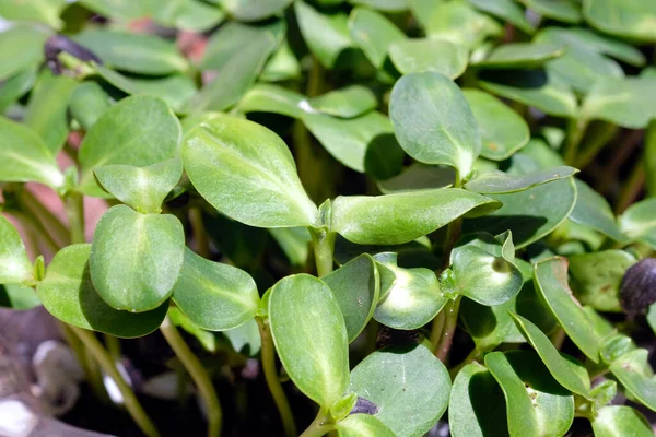 Brotes Jóvenes Girasol Cerca Microgreens Girasol Creciendo Contenedores — Foto de Stock