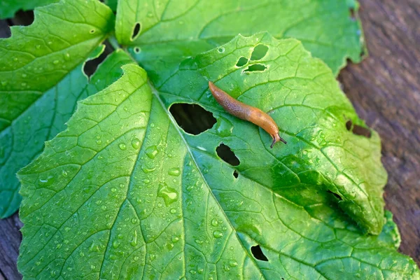 Arion Lusitanicus Close Κατεστραμμένα Φύλλα Ραπανάκι Καφέ Γυμνοσάλιαγκας Ένα Πράσινο — Φωτογραφία Αρχείου