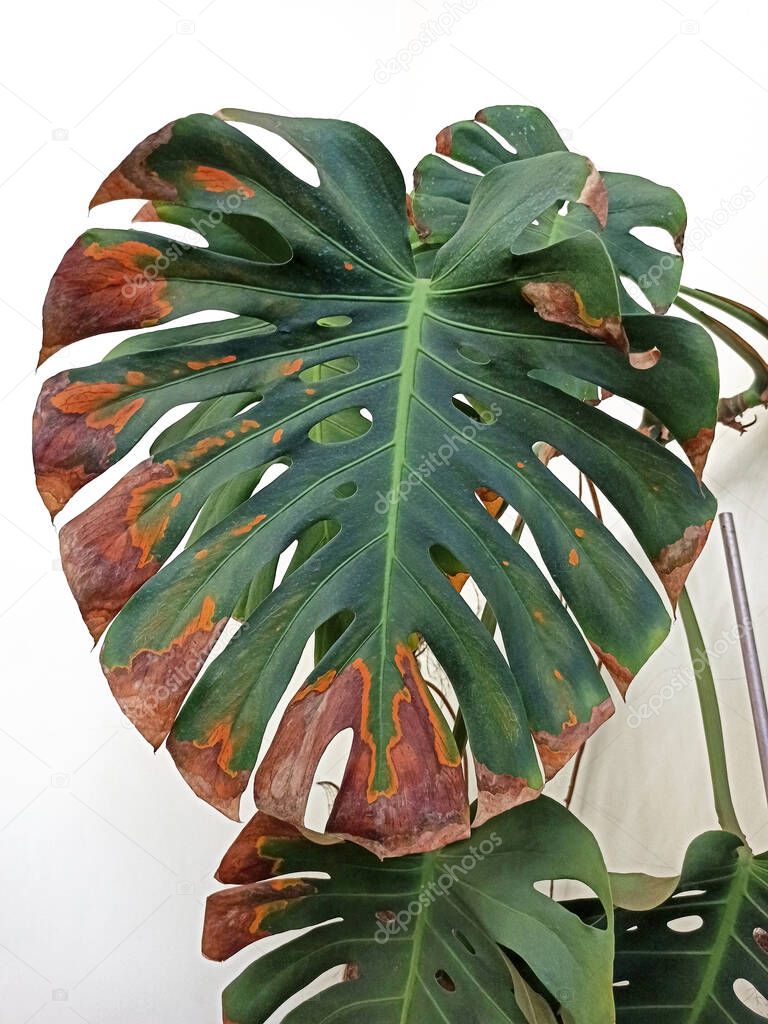 Monstera leaves turn yellow and dry. Green monstera leaf with rust on the tips. Diseases of indoor plants. Close-up of a large monstera leaf with dry brown edges. 