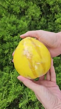 Kurumuş çiçeklerle dönen sarı seramik vazo. Eller yavaşça parlak sarı bir el yapımı seramik vazoyu döndürür. Doğal ışıkta yeşilliğe karşı açık havada çekilmiş..