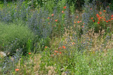 Güneşli bir yaz çayırında sık kır çiçekleri ve otlarla dolu bir arazi. Ön planda karışık otlar, dikenler ve kırmızı gelinciklerin göze çarptığı mor çiçekler var. 
