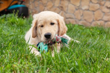 Happy Golden Retriever yeşil çimlerin arkasında yatıyor ve bir oyuncakla oynuyor..