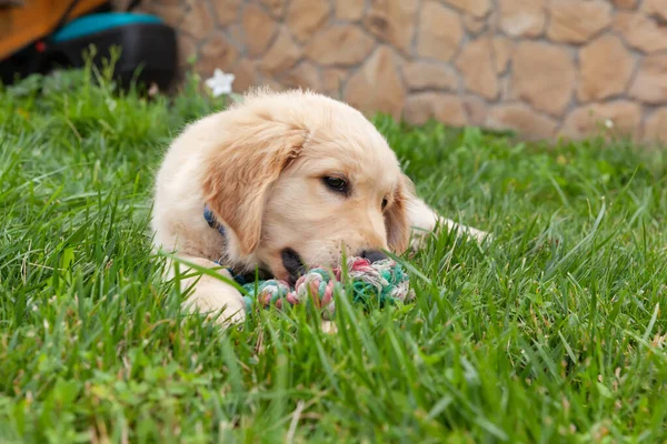 Happy Golden Retriever Lying Green Grass Backyard Playing Toy — Stock Photo, Image