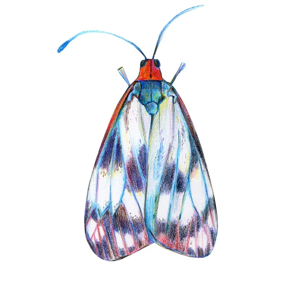 Color Pencils Illustration White Urban Moth Red Head — Stock Photo, Image