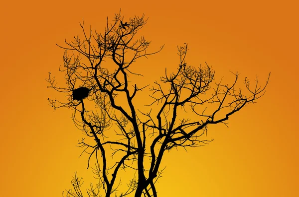 Arbre silhouette sans feuilles — Photo