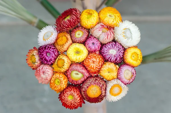 영원한 꽃 또는 Strawflower — 스톡 사진