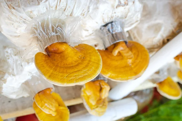 Lingzhi, hongo Ganoderma lucidum —  Fotos de Stock