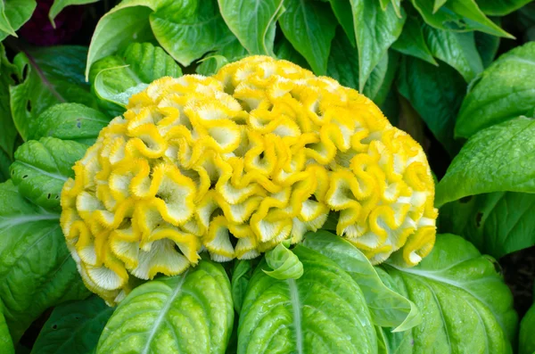 Gele cockscomb bloem — Stockfoto