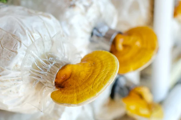 Reishi ganoderma Lucidium mantar