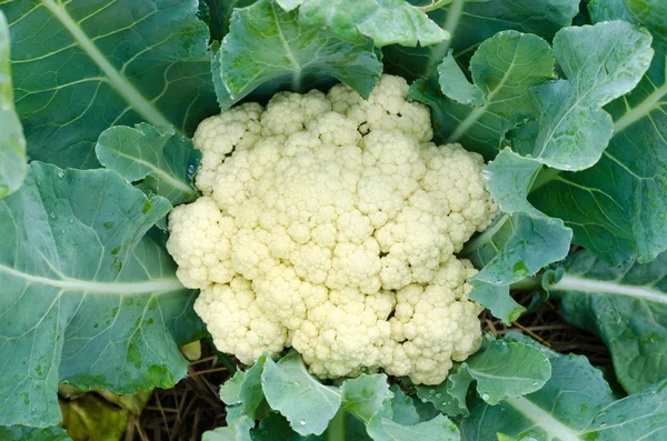 Coliflor — Foto de Stock