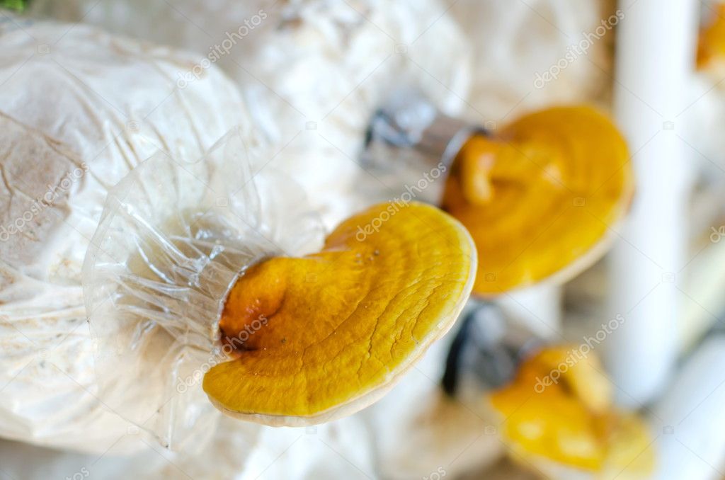 Lingzhi,Ganoderma lucidum mushroom