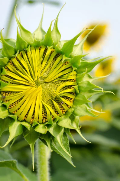 Bud of sunflower — Stock Photo, Image