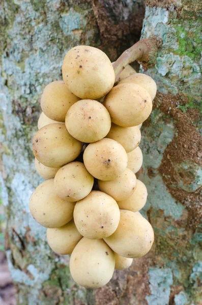 Longkong frukt — Stockfoto