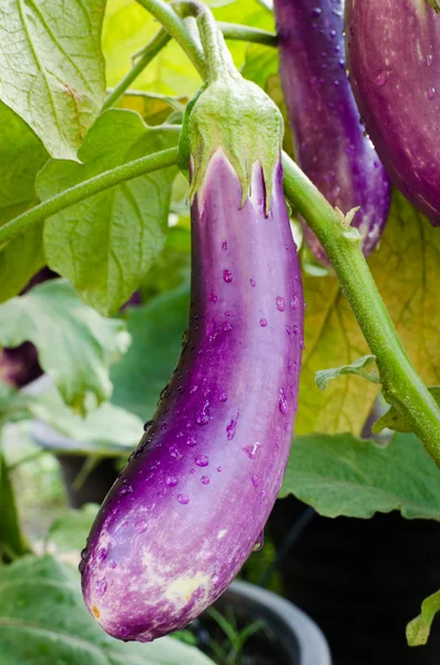 Violet eggplant — Stock Photo, Image