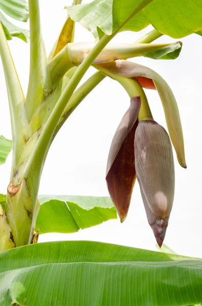 Banana blossom — Stock Photo, Image