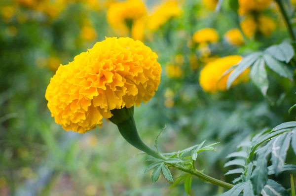 Marigold — Stock Photo, Image