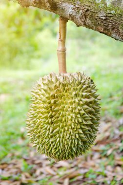 Durian