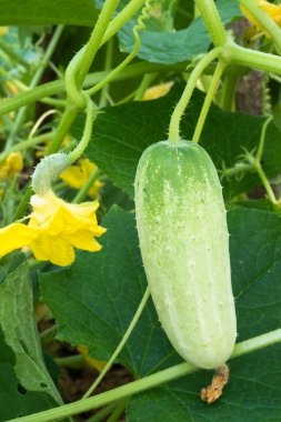 Green cucumber with flowers