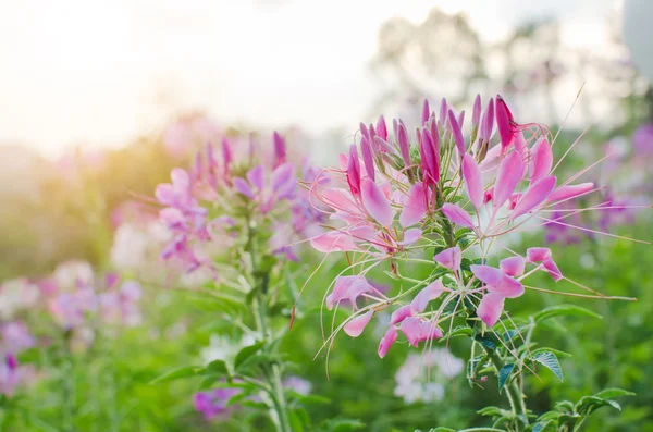 Pink flower — Stock Photo, Image